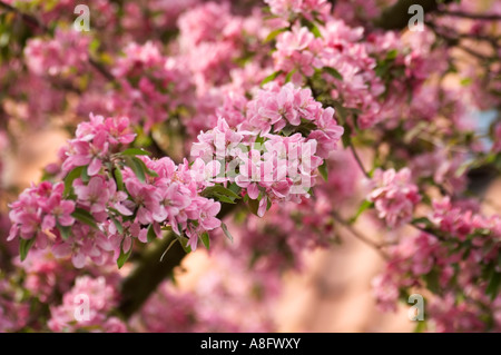 Kirschbäumen in voller Blüte Stockfoto