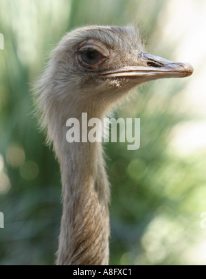 Strauß Stockfoto