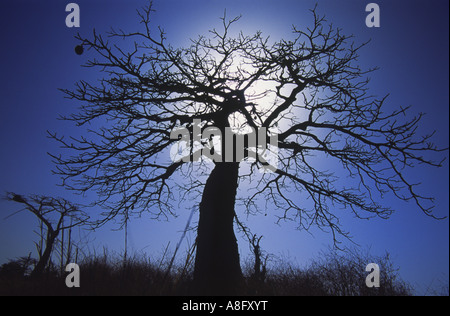 Silhouette eines Baobab Baumes auf Ginak Island Gambia Westafrika Stockfoto