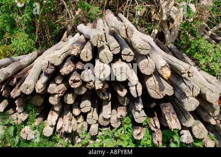 alten Zaunpfosten Stockfoto