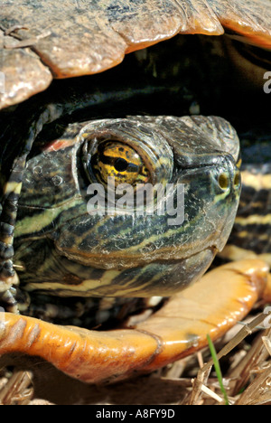 Schildkröte Kopf rot eared slider Stockfoto