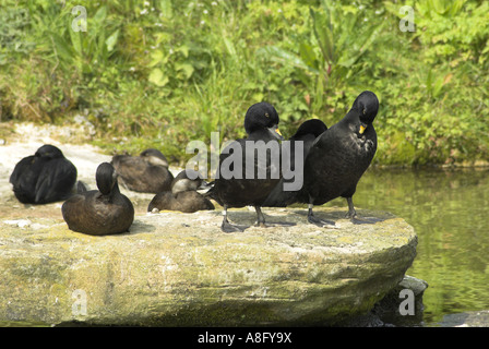 Gemeinsamen über Ente (Melanitta Nigra). Stockfoto