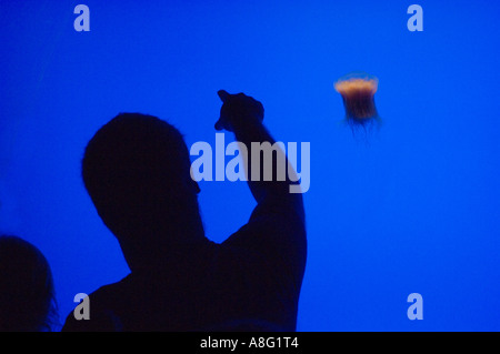 Beobachtung der Lion s Mähne Quallen im Georgia Aquarium Stockfoto