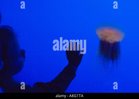 Beobachtung der Lion s Mähne Quallen im Georgia Aquarium Stockfoto