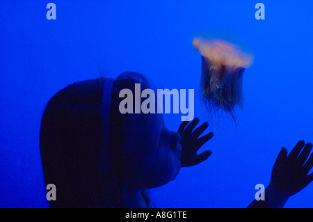 Beobachten Sie die Löwen Mähne Quallen im Georgia Aquarium Stockfoto