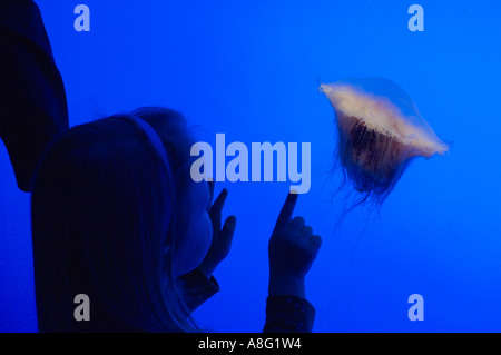 Beobachtung der Lion s Mähne Quallen im Georgia Aquarium Stockfoto