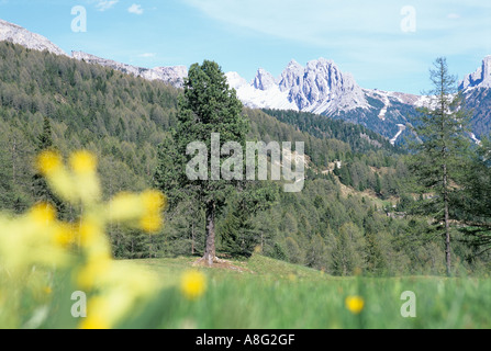 Weide-CIR Rollen Mit Wiese Und Wald Cime Cir mit Holz und Berg Stockfoto