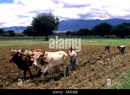 Mexiko Mittelamerika mexikanischen Ochse Bulle Kuh Landwirtschaft Stockfoto