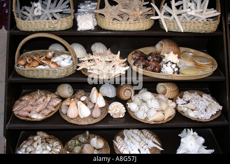 Shell am Souk von Madinat Al Quasr, Jumeirah, Dubai, Vereinigte Arabische Emirate. Foto: Willy Matheisl Stockfoto