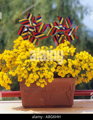 Frauenschuh in Blumentopf Stockfoto