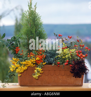 Zypresse mit verschiedenen Beeren in Blumentopf Stockfoto