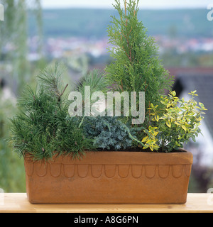 Blumentopf mit verschiedenen Pflanzen Stockfoto