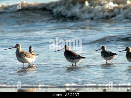 Bar-Tailed Godwits Fütterung auf der Uferlinie auf Blackpill in der Nähe der vorgeschlagenen Tidal Lagoon in Swansea Bay Stockfoto