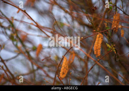 Männlichen Kätzchen auf Baum Hasel (Corylus Avellana) Stockfoto