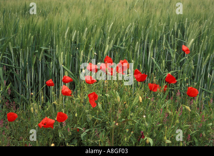 Mohn in den Weizen Papaver rhoeas Stockfoto