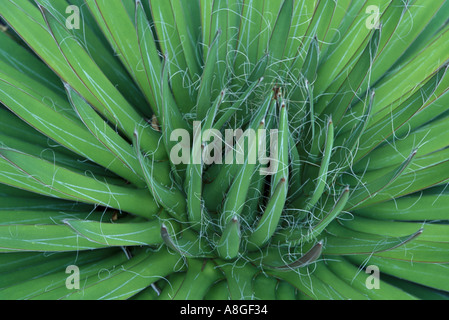 Aloe Vera hautnah Stockfoto