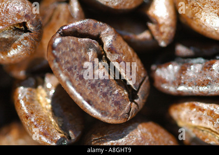 Eine Nahaufnahme der Ansicht von Kaffeebohnen Stockfoto