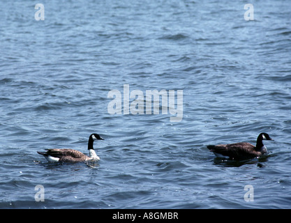 Kanadagans Branta Canadensis auf den North East River in Maryland ein hat ein Nackenband Stockfoto