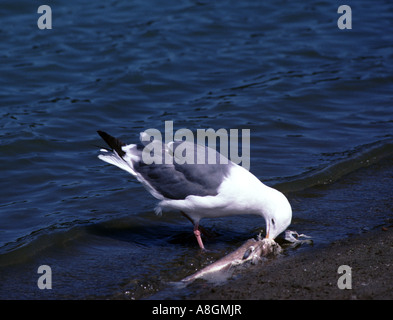 Möwe ernährt sich von toten Fischen an einem See in San Francisco Kalifornien, USA Stockfoto