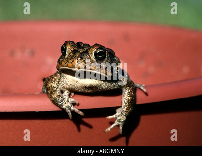 Südlichen Kröte Bufo Terrestris im Garten Blumentopf in Bradenton Florida USA Stockfoto