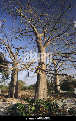 Baobab-Bäume auf Ginak Insel, Gambia, Westafrika Stockfoto