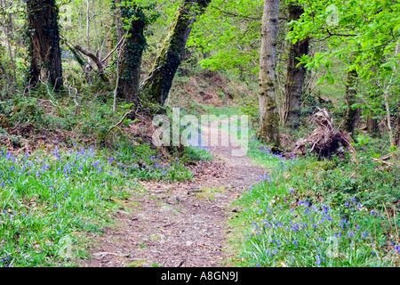 Waldspaziergang im Naturschutzgebiet, Ynys Hir, Powys, Wales, UK. Stockfoto