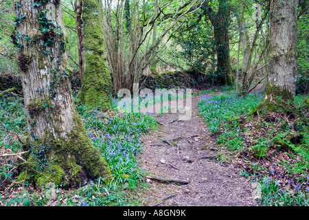 Alte Wald Ynys-Hir, Powys, Wales, UK. Stockfoto
