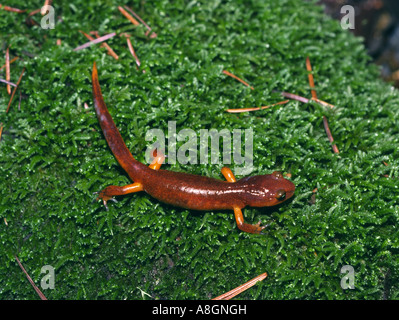 Ensatina Eschscholtzi Salamander Santa Cruz Mountains, Kalifornien Stockfoto