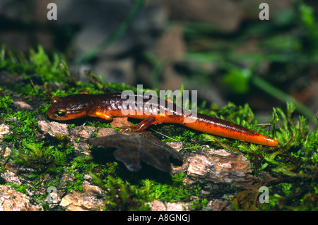 Ensatina Eschscholtzi Salamander Santa Cruz Mountains, Kalifornien Stockfoto