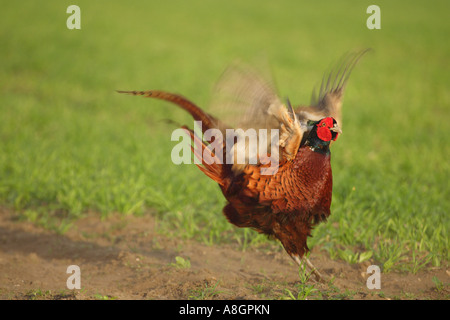 Fasan Phasianus Colchicus Berufung und mit den Flügeln in einem Feld in England UK Europe Stockfoto