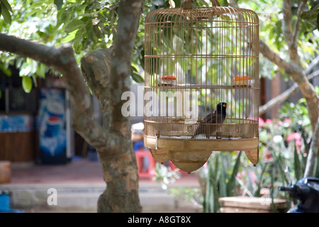 Gemeinsamen Hill Myna, Gracula Religiosa in Vogelkäfig Stockfoto