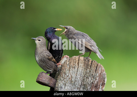 Young Star Sturnus Vulgaris Eltern Fütterung Young auf alte Tor mit schönen Fokus Hintergrund Potton bedfordshire Stockfoto