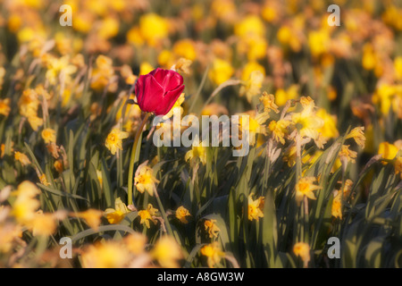 Einzelne rote Tulpe in einem Feld von sterbenden Narzissen Stockfoto