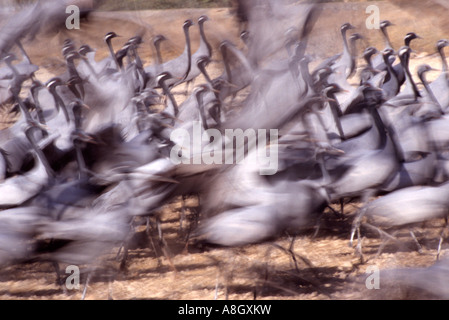 Teil einer Herde von Demoiselle Kraniche (Grus Virgo) ausziehen. Stockfoto