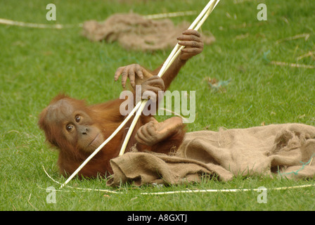Juvenile Orang Utan. Pongo Pygmaeus. Stockfoto