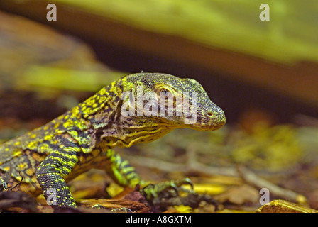 Juvenile Komodowaran Varanus Komodoensis. Stockfoto