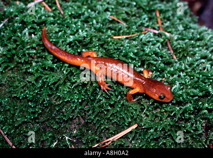 2467 Ensatina Eschscholtzi Salamander Santa Cruz Mountains Kalifornien USA Stockfoto