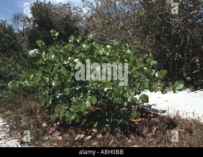 24408 Seagrape Baum Coccolobis Uvifera Bradenton Florida Vereinigte Staaten von Amerika Stockfoto