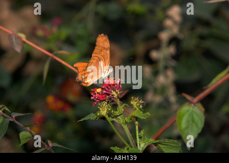Julia Butterfly Stockfoto
