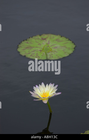 White Water Lily Nympheaceae und Seerosenblatt in stillem Wasser pool Stockfoto