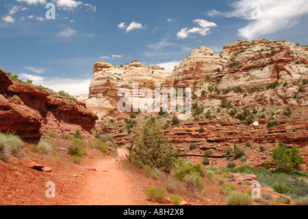 Landschaft auf dem Weg zu den Calf Creek Falls Stockfoto