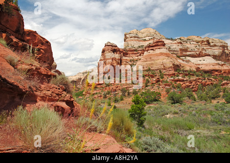 Landschaft auf dem Weg zu den Calf Creek Falls Stockfoto