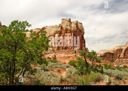 Landschaft auf dem Weg zu den Calf Creek Falls Stockfoto