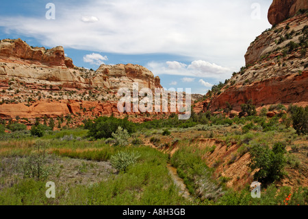 Landschaft auf dem Weg zu den Calf Creek Falls Stockfoto