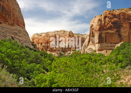 Landschaft auf dem Weg zu den Calf Creek Falls Stockfoto