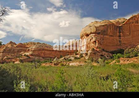 Landschaft auf dem Weg zu den Calf Creek Falls Stockfoto