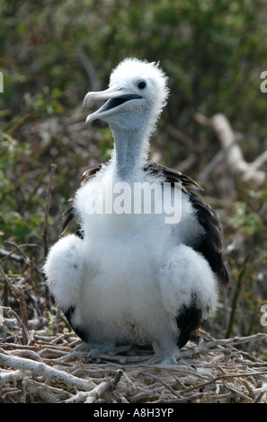 Baby von herrlichen Fregattvogels (Fregata magnificens) auf North Seymour Island auf den Galapagos-Inseln, Ecuador Stockfoto