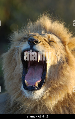 Männliche Löwen mit seinen Mund weit öffnen brüllen in der Masai Mara Nationalpark, Kenia Stockfoto