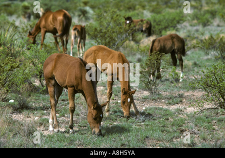 Fohlen an Weide Texas Stockfoto