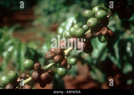 Kaffeebeeren Krankheit Colletotrichum kahawae beeinflussen Kaffeebeeren auf dem Busch Kenia Stockfoto